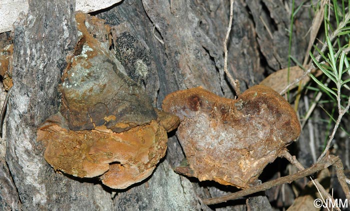 Phellinus rosmarini = Fomitiporia rosmarini