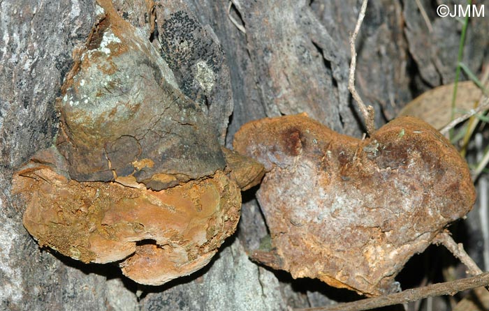 Phellinus rosmarini = Fomitiporia rosmarini