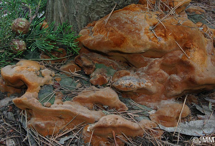 Phellinus sp.