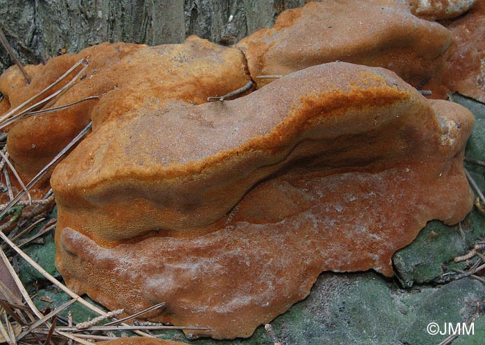 Phellinus sp.