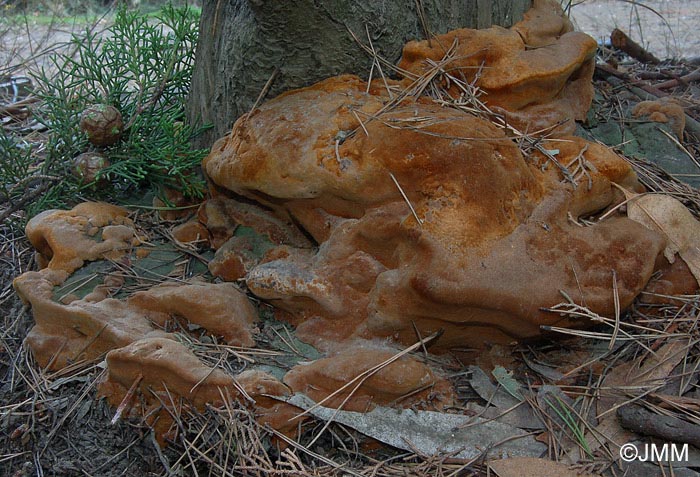 Phellinus sp.