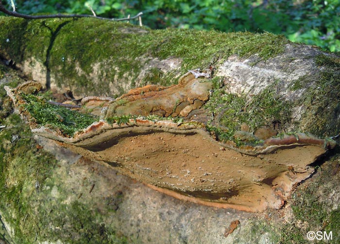 Phellinus torulosus