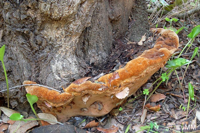 Phellinus torulosus