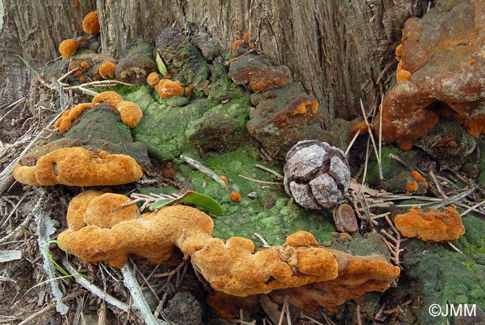 Phellinus torulosus