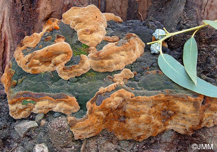 Phellinus torulosus