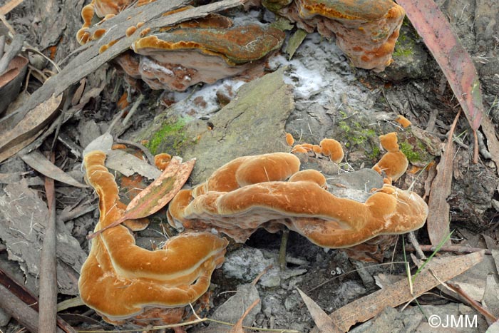 Phellinus torulosus = Fuscoporia torulosa