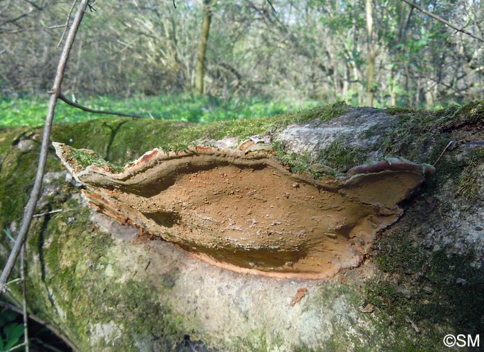 Phellinus torulosus = Fuscoporia torulosa