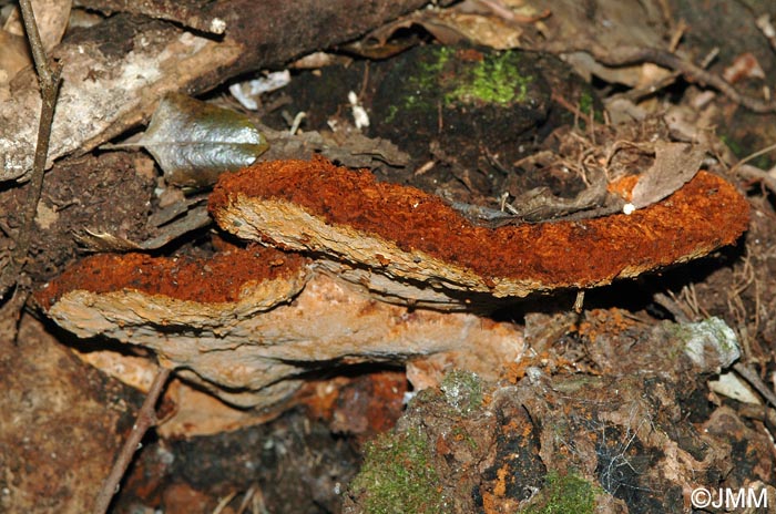 Phellinus torulosus = Fuscoporia torulosa