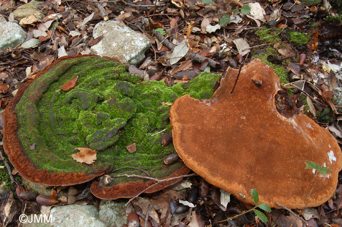 Phellinus torulosus