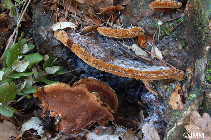 Phellinus torulosus