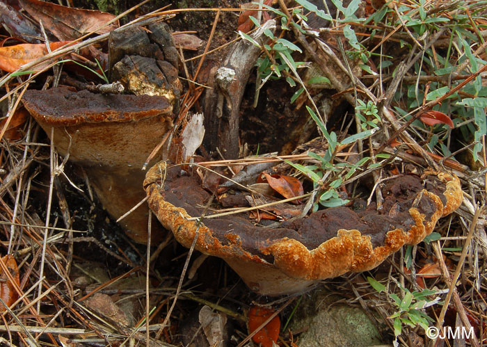 Phellinus torulosus