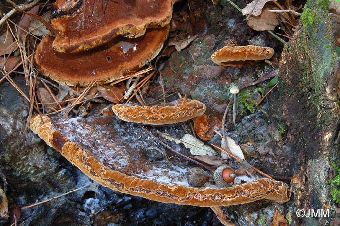 Phellinus torulosus