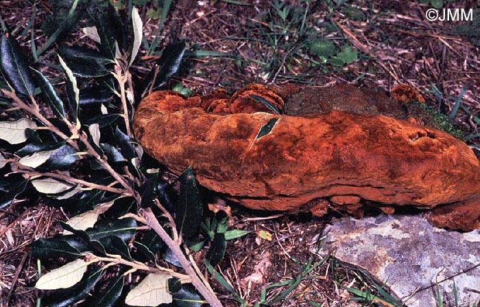 Phellinus torulosus = Fuscoporia torulosa