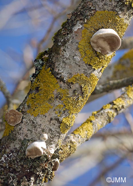 Phellinus tremulae