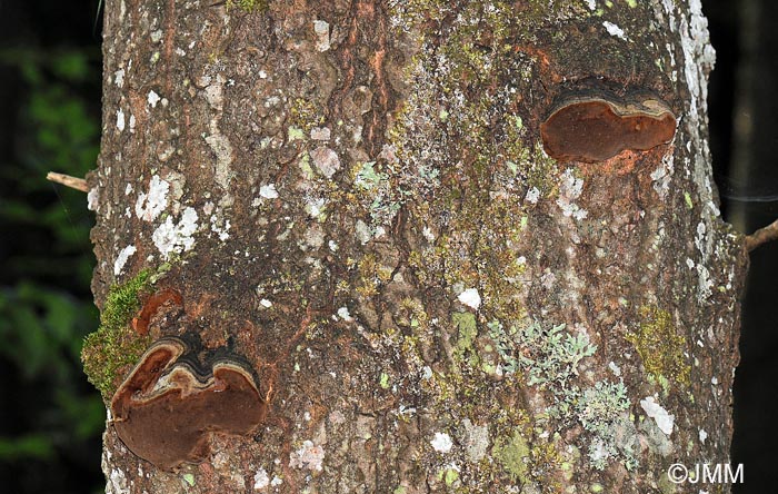 Phellinus tremulae