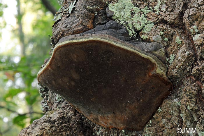 Phellinus tremulae