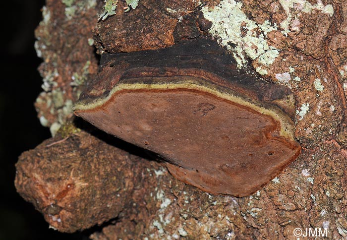 Phellinus tremulae