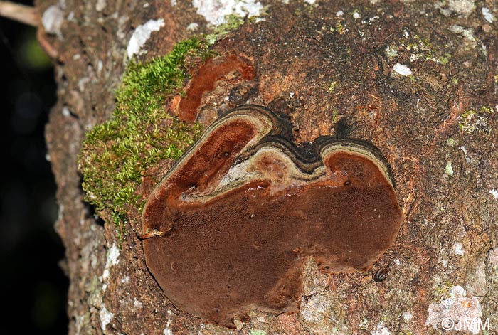 Phellinus tremulae