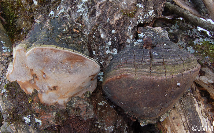 Phellinus tremulae