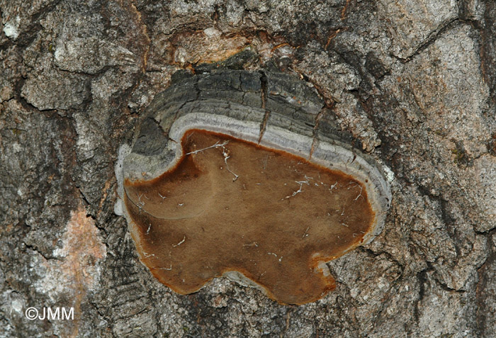 Phellinus tremulae 