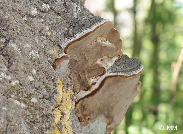 Phellinus tremulae