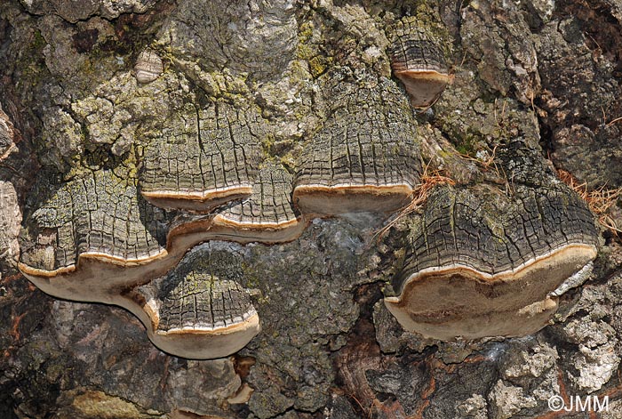 Phellinus tremulae