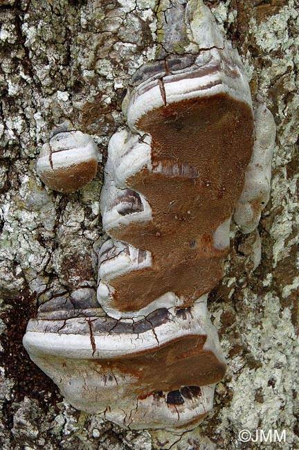 Phellinus tremulae