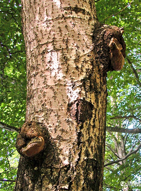 Phellinus tremulae