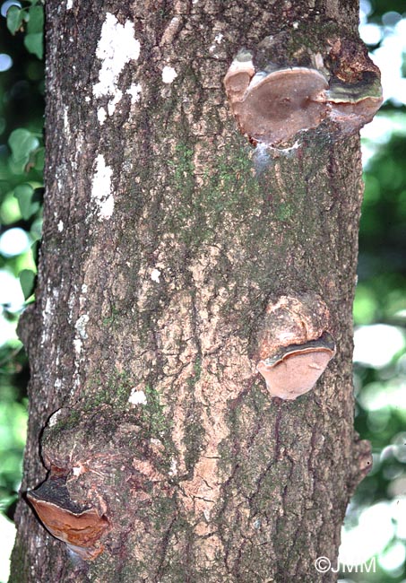 Phellinus tremulae