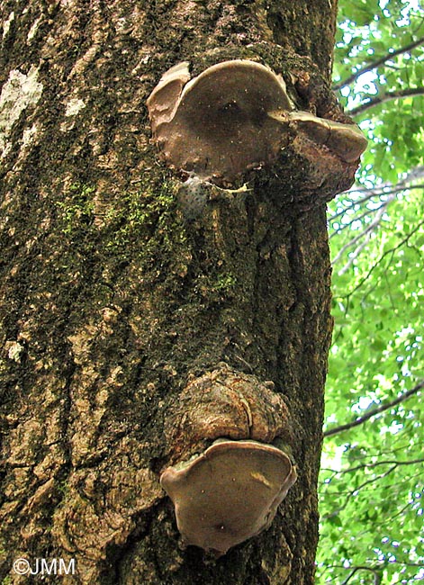 Phellinus tremulae