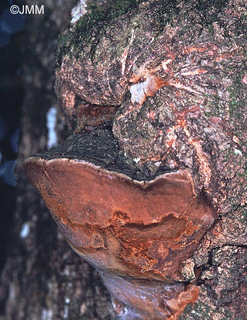 Phellinus tremulae