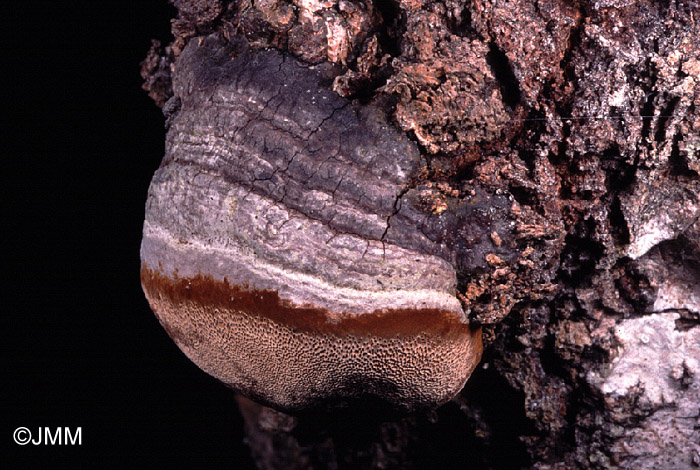 Phellinus tremulae 