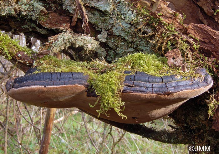 Phellinus igniarius var. trivialis