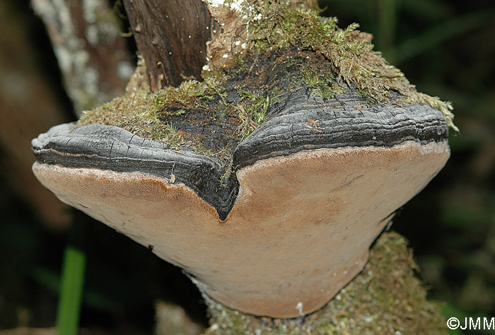 Phellinus igniarius var. trivialis