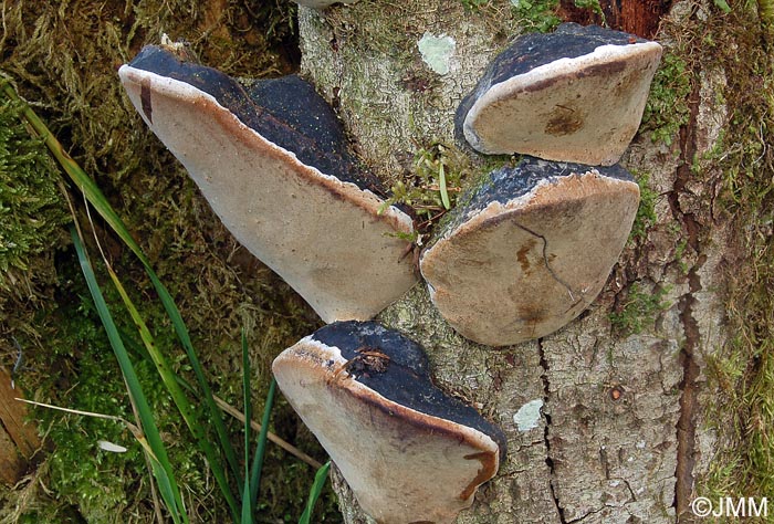 Phellinus igniarius var. trivialis = Phellinus trivialis