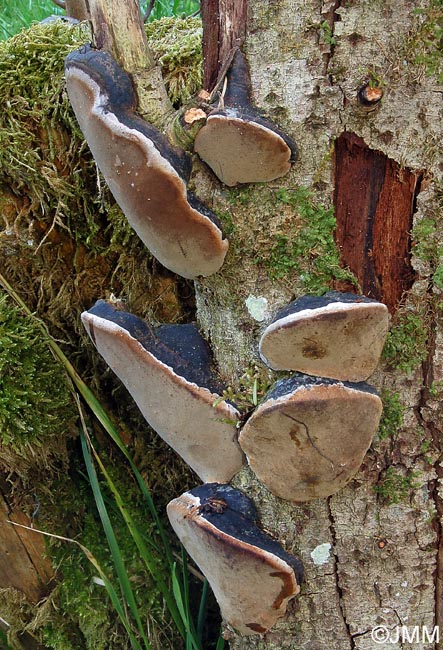 Phellinus igniarius var. trivialis = Phellinus trivialis