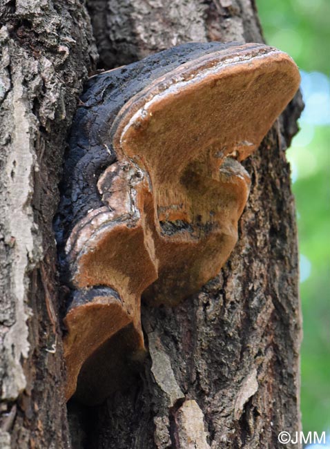Phellinus trivialis