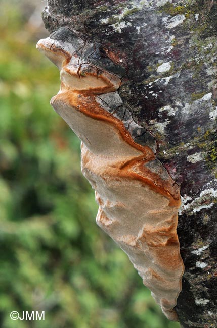 Phellinus tuberculosus