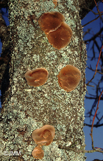 Phellinus tuberculosus