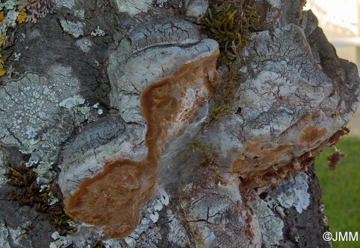 Phellinus tuberculosus = Phellinus pomaceus