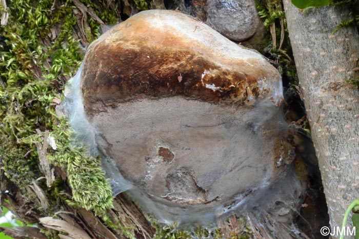 Phellinus tuberculosus = Phellinus pomaceus