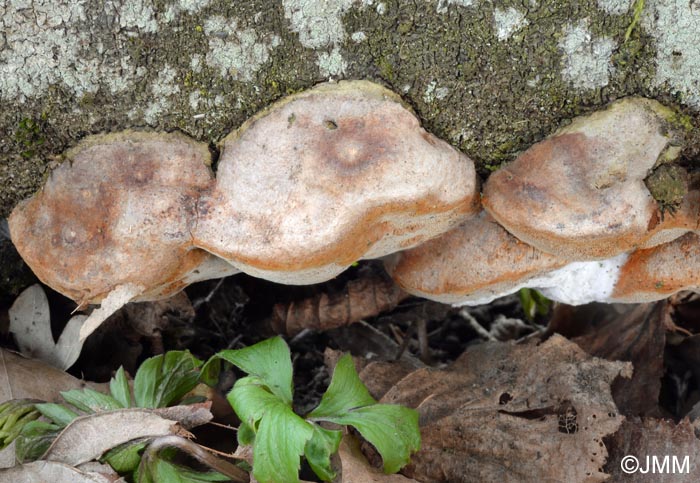 Phellinus tuberculosus = Phellinus pomaceus