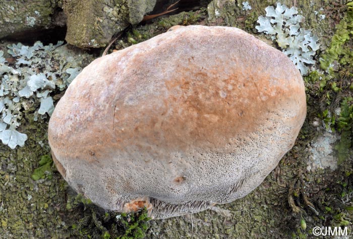 Phellinus tuberculosus = Phellinus pomaceus