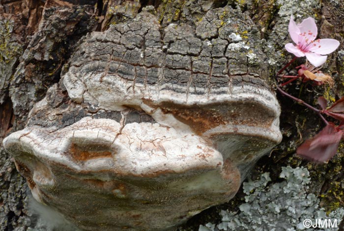 Phellinus tuberculosus = Phellinus pomaceus