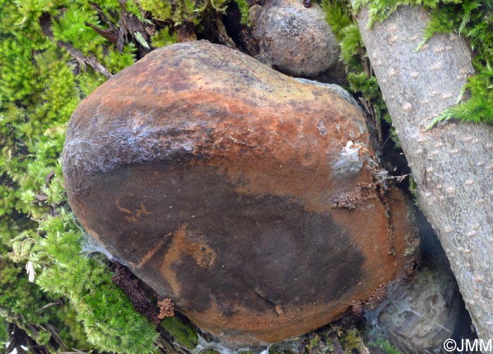 Phellinus tuberculosus = Phellinus pomaceus