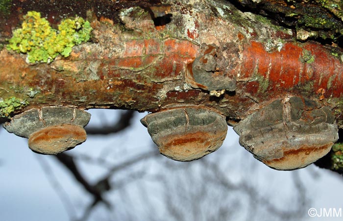 Phellinus tuberculosus