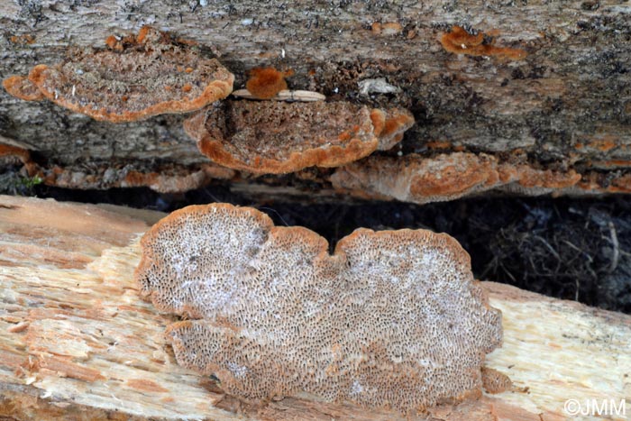 Phellinus viticola