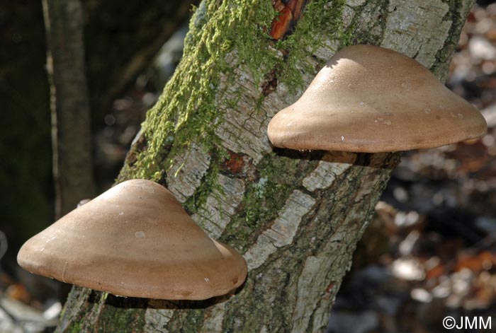 Piptoporus betulinus