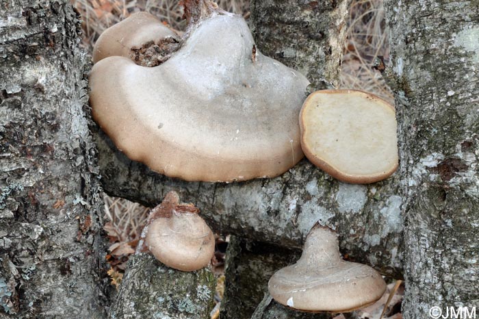 Piptoporus betulinus