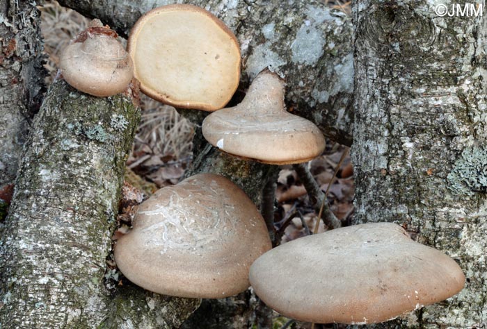 Piptoporus betulinus